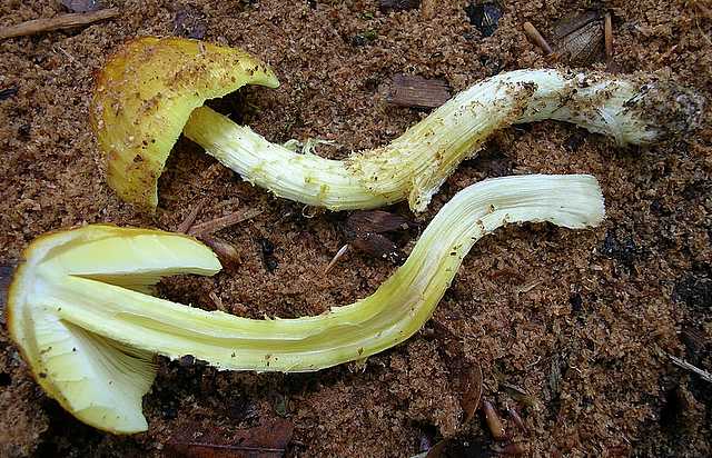 2005 :  Un anno di funghi